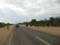 Eine Rinderherde Überquert die Strasse