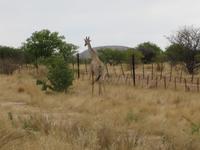 Giraffe am Strassenrand