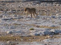 Eine Löwin schreitet zum Wasserloch