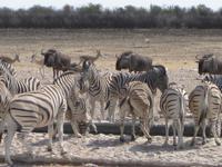 Steppenzebras und Gnus am Wasserloch