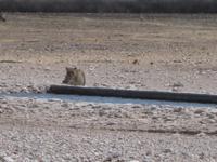 Eine Löwin kommt zum Wasserloch