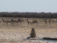 Löwin am Wasserloch - die anderen Tiere halten Abstand