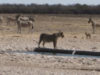 Löwin am Wasserloch