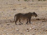 Die Löwin hat ihren Durst gestillt und trottet davon