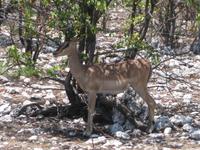 Schwarzgesicht-Impala