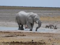 Elefant und Oryxantilopen am Wasserloch