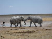 BegrÜssung der Elefanten