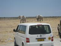 Es kommen noch mehr Elefanten