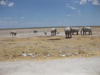 Elefantentreff am Wasserloch