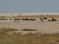 An der Etosha-Pfanne