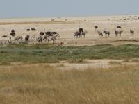 An der Etosha-Pfanne