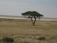 Schirmakazie an der Etosha-Pfanne