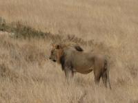 ... auch Löwen haben wir gesehen