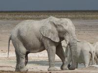 ... und noch mal Elefanten am Wasserloch