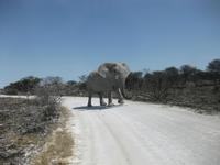 Der Elefant Überquert die Piste