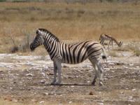 Steppenzebra