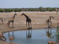 Giraffen am Wasserloch