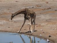 Giraffe am Wasserloch