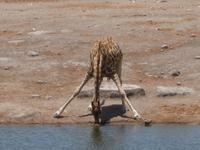 Giraffe am Wasserloch