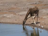 Giraffe am Wasserloch