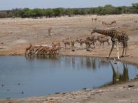 Springböcke und Giraffe am Wasserloch