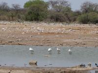 Ein letzter Besuch an einem Wasserloch im Etosha-Nationalpark