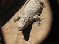 In der Krokodilfarm von Otjiwarongo
