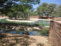 Krokodilfarm in Otjiwarongo