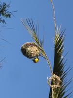 Die jungen Vögel werden gefÜttert