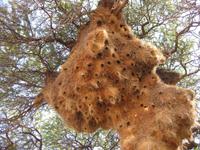 Webervogelnest von unten