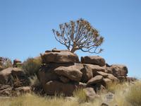 Köcherbaum im Giant's Playground