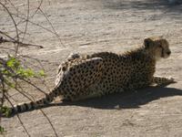Gepard auf der Farm vor dem Köcherbaumwald