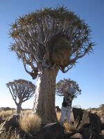 Webervogelnest im Köcherbaumwald
