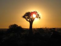 Das Schauspiel beginnt - Sonnenuntergang im Köcherbaumwald