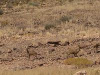 Klippspringer - die kleinste Antilopenart