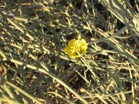 Beim Sundowner Walk - Auch in dieser kargen Landschaft blüht es