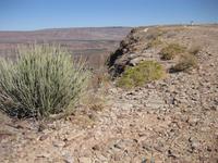 Pflanzenwelt am Fish River Canyon