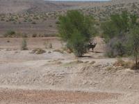 Wir werden beobachtet - zwei Kudus