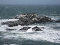 Robbeninsel vor der Diaz-Spitze