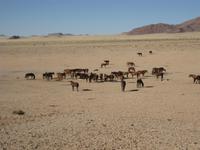 Am Wasserloch der Namib-Wildpferde