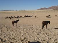 Namib-Wildpferde