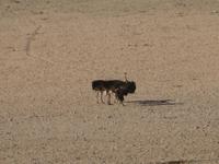 Strausse sind auch da