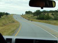 Paviane auf der Straße