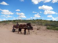 Eselkarren im Auob-Tal