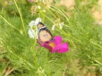 Schmetterling auf Blüte