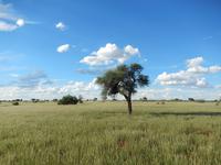 Game Drive Auob Lodge