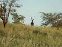 Kudu