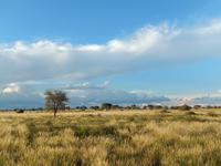 Game Drive Auob Lodge