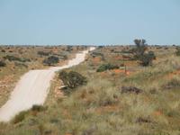 Fahrt über 86 Dünen der Kalahari