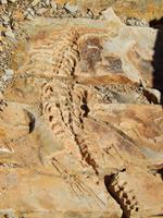 Fossilien im Mesosaurus Camp